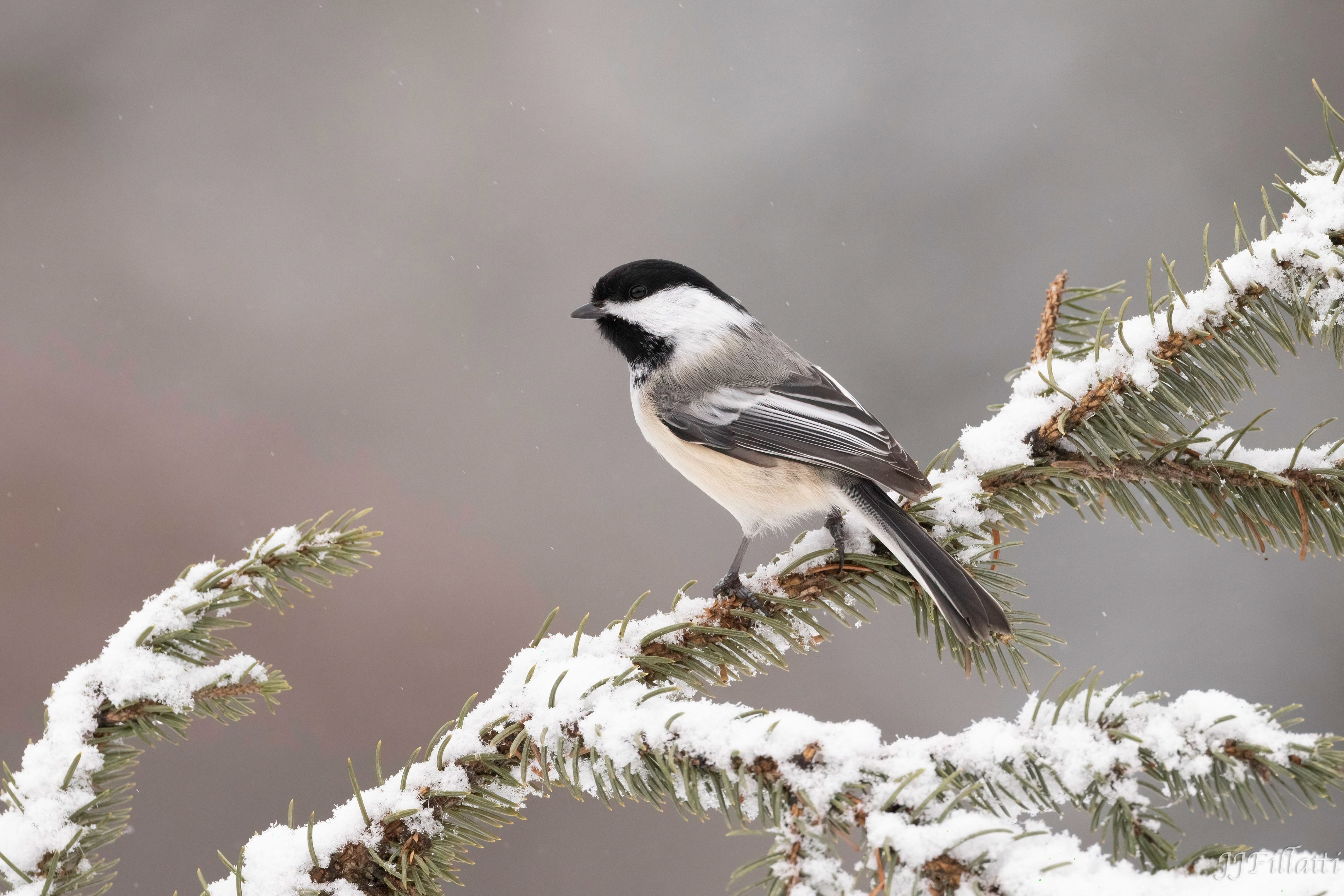 bird of homer alaska image 29